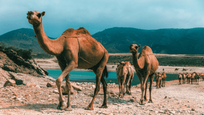 camellos en la ruta de egipto