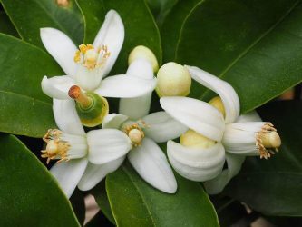 aroma azahar