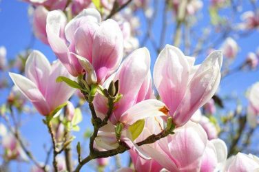 aroma magnolia