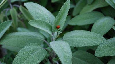 aroma salvia