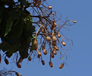 árbol de copal