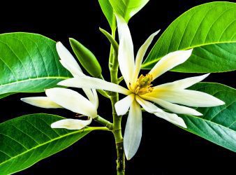 flor champaca, nag champa