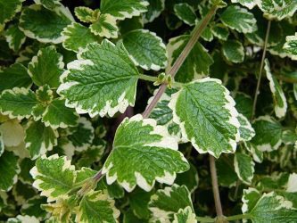 hoja de la planta de incienso