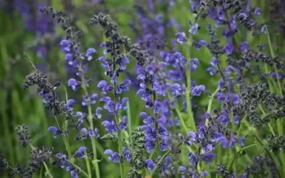 salvia azul
