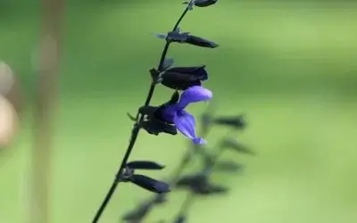 salvia negra
