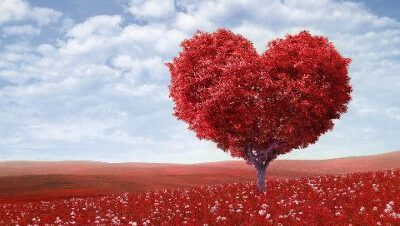 AMOR-árbol amor