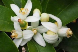 aroma azahar