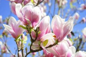 aroma magnolia