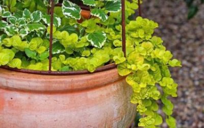 Propiedades de la Planta de Incienso Natural