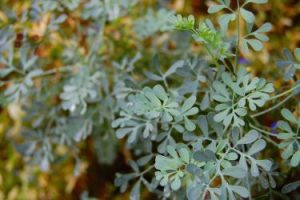 ruda planta
